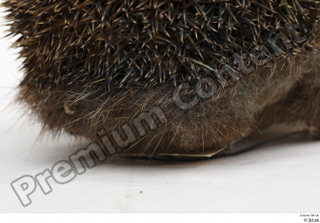 Hedgehog - Erinaceus europaeus  3 body whole body 0005.jpg